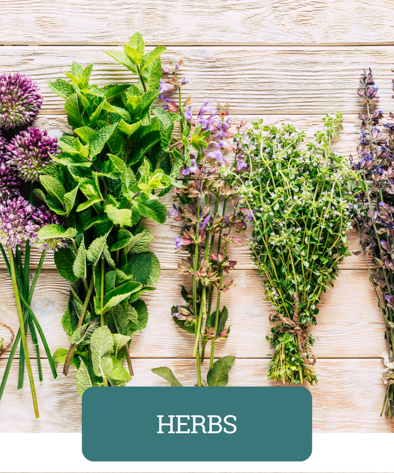 herbs_health_check_daily