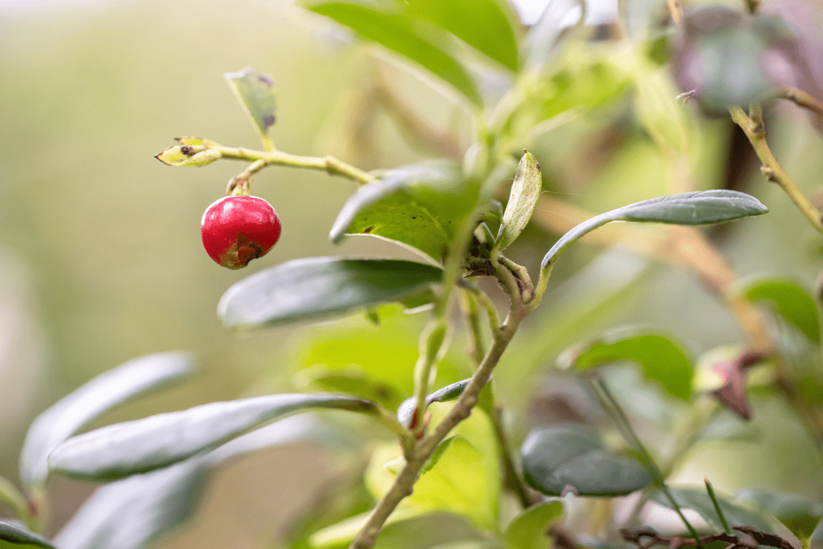 Ashwagandha_Withania somnifera