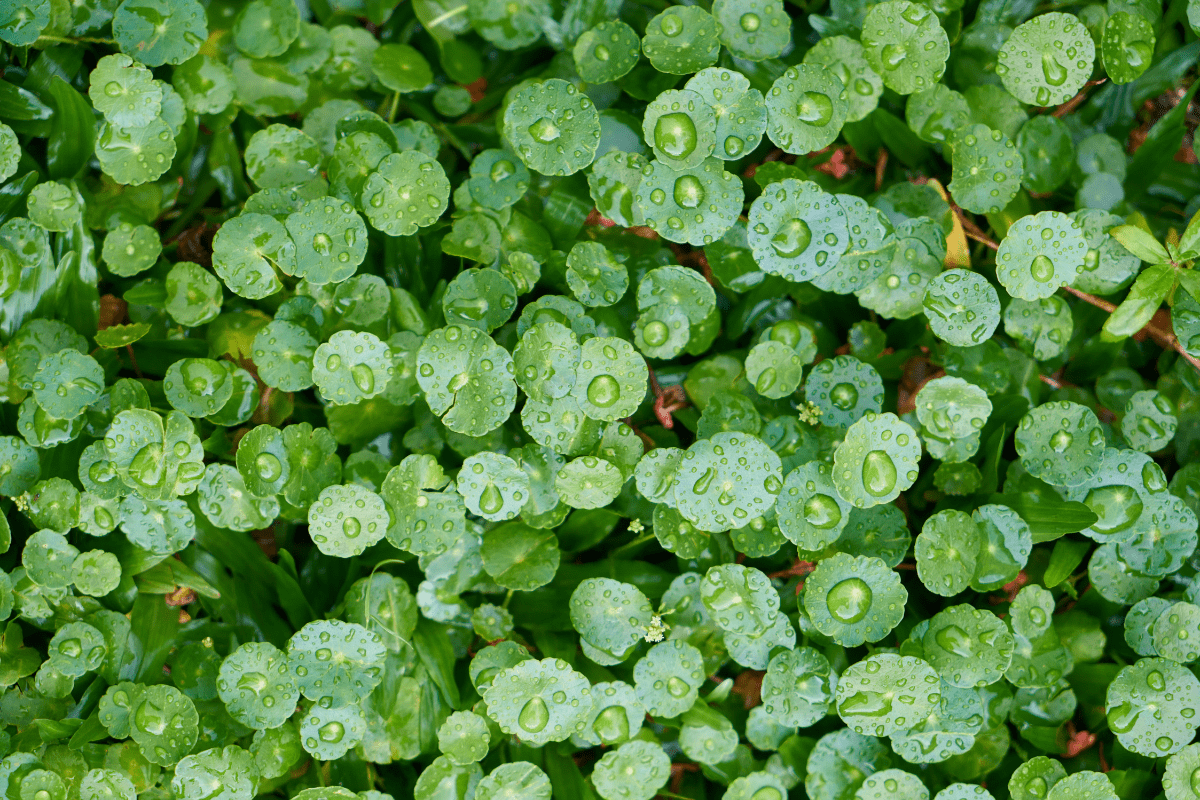 Gotu Kola (Centella asiatica