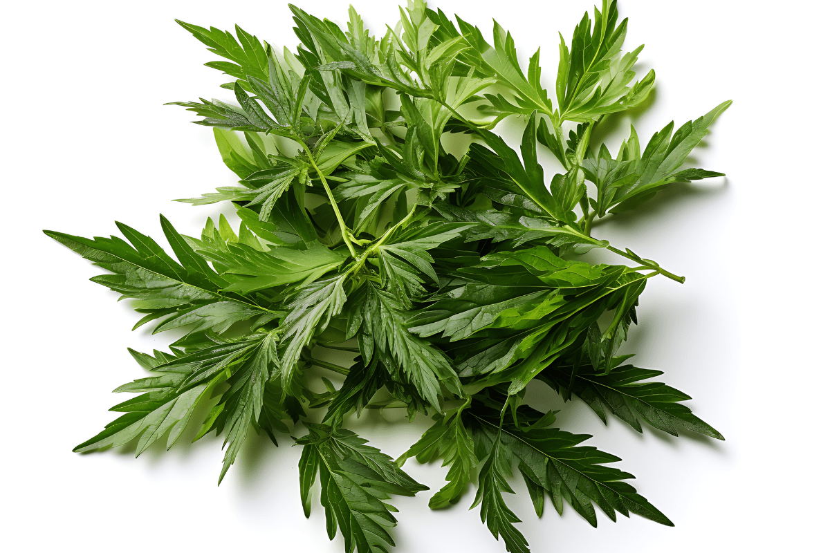 mugwort_Health_Check_Daily