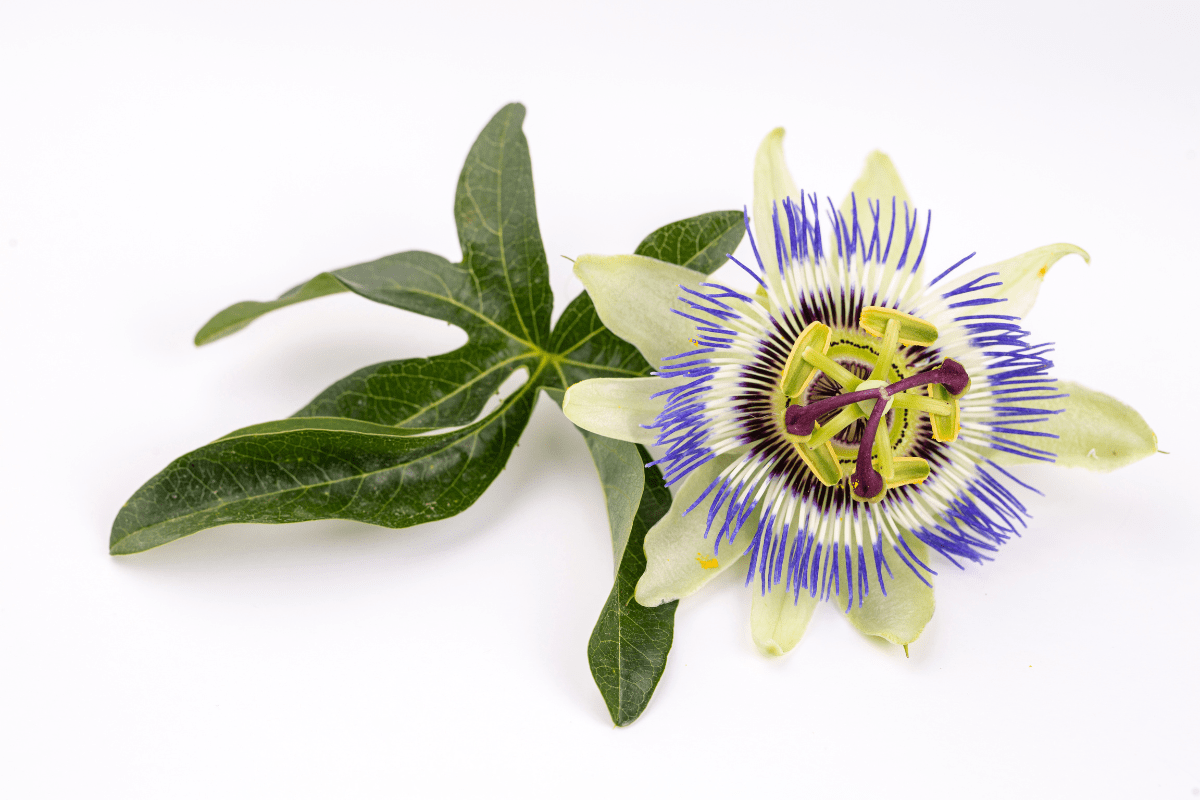 passiflora-passion-flower-Health.Check.Daily