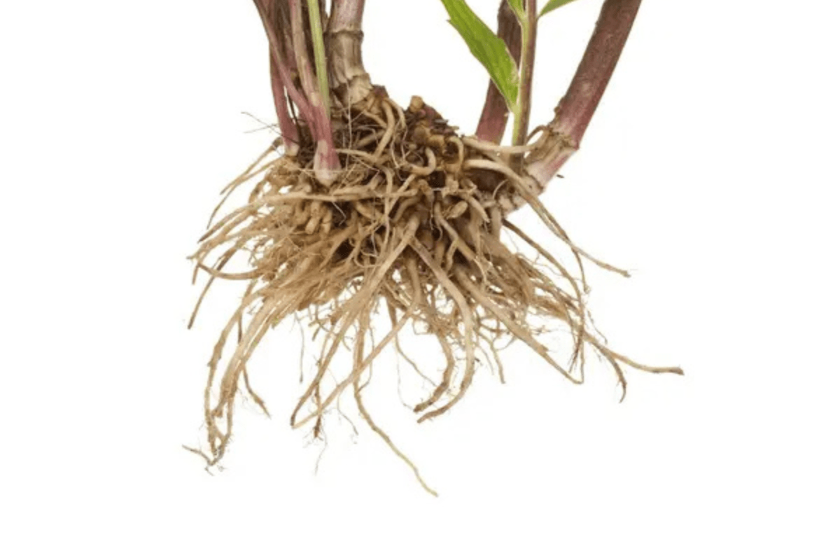 valerian-root_Health_Check_Daily